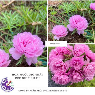 Cành Hoa Mười Giờ Thái Kép Màu Hồng Dịu Dàng Xin Xắn