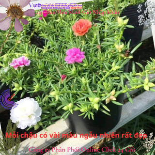 4 Chậu hoa mười giờ thái kép nhiều màu đẹp 🎲 MiMa market