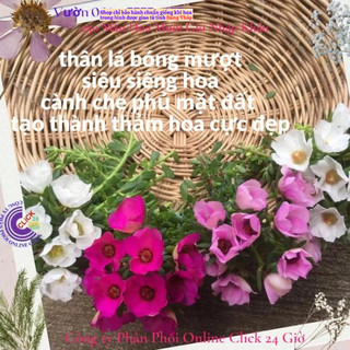 [Bán Theo Cân Siêu Rẻ] Hoa Mười Giờ Sam Giọt Nước Giống Mới Tuyệt Đẹp Hoa Nhiều Dầy Đặc MiMa market