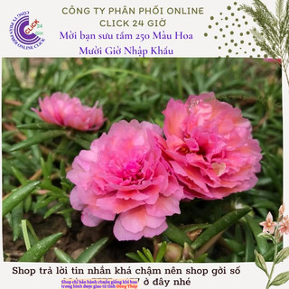 Cành Hoa Mười Giờ Thái Kép Màu Hồng Cam BaBy Tuyệt Đẹp Không Phải Hạt Giống
