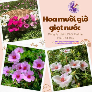 [Bán Theo Cân Siêu Rẻ] Hoa Mười Giờ Sam Giọt Nước Giống Mới Tuyệt Đẹp Hoa Nhiều Dầy Đặc MiMa market