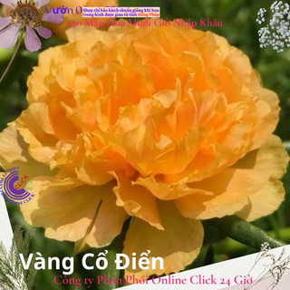 Hoa Mười Giờ Vàng Cổ Điển tiểu hoa hồng MiMa market