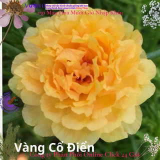 Hoa Mười Giờ Vàng Cổ Điển tiểu hoa hồng MiMa market