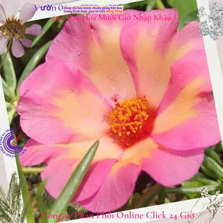 [Được Chọn Màu] Cành Giống Hoa Mười Giờ Mỹ Đơn Màu Cam Hồng To Đẹp Nổi Bật MiMa market
