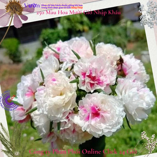 Cành Hoa Mười Giờ Thái Kép Màu Biến Hình Mới Lạ Siêu Dễ Trồng