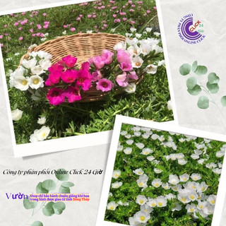 [Giống Mới] Hoa Mười Giờ Sam Giọt Nước Song Hỷ Siêu Hoa Rất Đẹp MiMa market