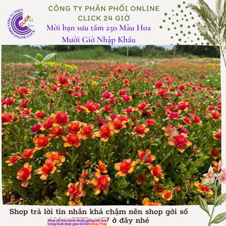[NỞ CẢ NGÀY] Hoa Sam Kép Màu Cam Tía Hoa Mười Giờ Sam Thái Kép Lạ Mắt MiMa market