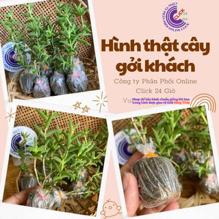 [Cây hoa k phải hạt] Combo 5 Cây Hoa Mười Giờ Nam Phi Đẹp Lạ Mắt Giống Chuẩn MiMa market