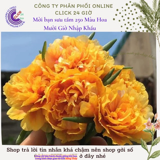 Hoa Mười Giờ Thái Kép Màu Vàng Vạn Thọ Đẹp Rực Rỡ Cành Không Phải Hạt
