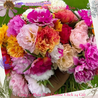 [Xả Vườn Cực Rẻ] Hoa Mười Giờ Nhiều Màu Chuẩn Thái Kép Cành Tơ Khỏe Ra Rễ Sau 3 Ngày MiMa market