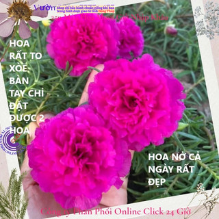 [NỞ CẢ NGÀY] ️1Ký Cành Giống Hoa Mười Giờ Thái Kép Bông To Siêu To Khổng Lồ MiMa market ✳️