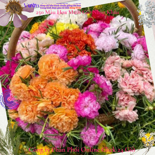 [Xả Vườn Cực Rẻ] Hoa Mười Giờ Nhiều Màu Chuẩn Thái Kép Cành Tơ Khỏe Ra Rễ Sau 3 Ngày MiMa market