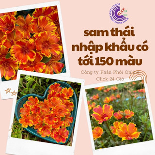 Cành Giống Hoa Sam Thái Phượng Vàng Màu 170 Hoa Mười Giờ Sam Đơn Thái MiMa market