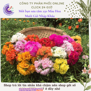 [Xả Vườn Cực Rẻ] Hoa Mười Giờ Nhiều Màu Chuẩn Thái Kép Cành Tơ Khỏe Ra Rễ Sau 3 Ngày MiMa market
