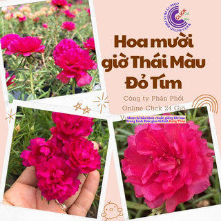Cành Giống Hoa Mười Giờ Thái Kép Màu Đỏ Yên Chi Siêu Đẹp Lạ
