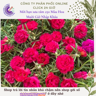 Cành Giống Hoa Mười Giờ Thái Kép Màu Đỏ Yên Chi Siêu Đẹp Lạ