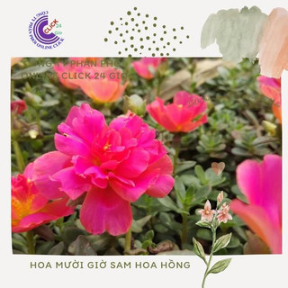 1 Ký Cành Giống Hoa Mười Giờ Sam Hoa Hồng Bông To Đủ 2 Màu MiMa market