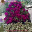 ️1Ký Cành Giống Hoa Mười Giờ Thái Kép Bông To Siêu To Khổng Lồ MiMa market ✳️