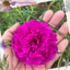 ️1Ký Cành Giống Hoa Mười Giờ Thái Kép Bông To Siêu To Khổng Lồ MiMa market ✳️