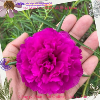 [NỞ CẢ NGÀY] ️1Ký Cành Giống Hoa Mười Giờ Thái Kép Bông To Siêu To Khổng Lồ MiMa market ✳️