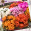1 Ký Cành Hoa Mười Giờ Nhiều Màu Nhiều Nụ MiMa market