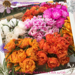 [Gía siêu rẻ] 1 Ký Cành Hoa Mười Giờ Nhiều Màu Nhiều Nụ MiMa market