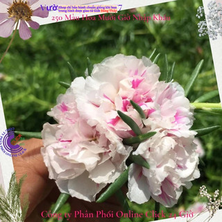 Cành Hoa Mười Giờ Thái Kép Màu Biến Hình Mới Lạ Siêu Dễ Trồng