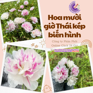 Cành Hoa Mười Giờ Thái Kép Màu Biến Hình Mới Lạ Siêu Dễ Trồng