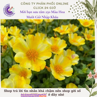 Hoa Sam Đơn Cành Giống Hoa Mười Giờ Sam Thái Màu 172 Vàng Sọc Trắng Đẹp Siêu Phẩm MiMa market
