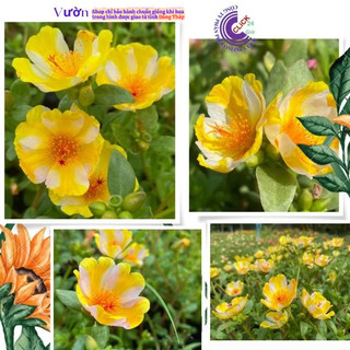 Hoa Sam Đơn Cành Giống Hoa Mười Giờ Sam Thái Màu 172 Vàng Sọc Trắng Đẹp Siêu Phẩm MiMa market