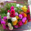 1 Ký Cành Hoa Mười Giờ Nhiều Màu Nhiều Nụ MiMa market