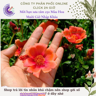 [Hoa Lớn] Cành Giống Hoa Cam Cà Rốt Siêu To Số 31 Hoa Mười Giờ Sam Thái Đơn Bông To MiMa market
