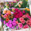 1 Ký Cành Hoa Mười Giờ Nhiều Màu Nhiều Nụ MiMa market