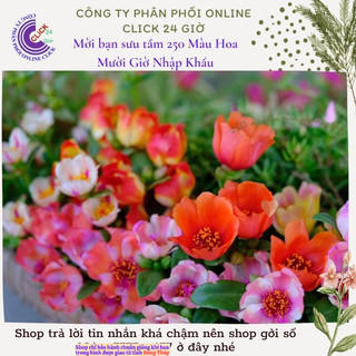 [Hoa Lớn] Cành Giống Hoa Cam Cà Rốt Siêu To Số 31 Hoa Mười Giờ Sam Thái Đơn Bông To MiMa market