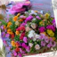 1 Ký Cành Hoa Mười Giờ Nhiều Màu Nhiều Nụ MiMa market