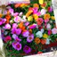 1 Ký Cành Hoa Mười Giờ Nhiều Màu Nhiều Nụ MiMa market