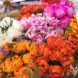 Hoa Mười Giờ Cam Cà Rốt hoa mười giờ MiMa market