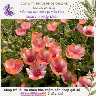 Hoa Sam Thái Hoa Mười Giờ Sam Đơn Màu Số 139 To Đẹp Lạ MiMa market