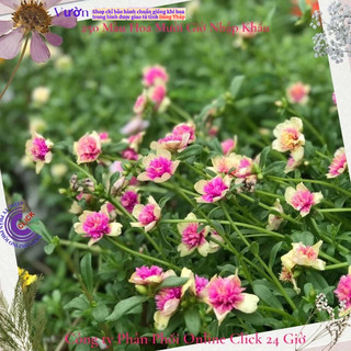 [NỞ CẢ NGÀY] Cành Giống Hoa Sam Kép Màu Hồng Vàng Hoa Mười Giờ Sam Kép 2 Màu Đẹp Mê Li MiMa market