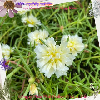500g Cành Giống Hoa Mười Giờ Tua Cánh Cúc Đủ 3 Màu Mới Lạ Tuyệt Đẹp MiMa market