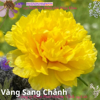 Hoa Mười Giờ Vàng Sang Chảnh hoa mười giờ MiMa market