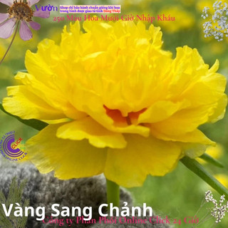 Hoa Mười Giờ Vàng Sang Chảnh hoa mười giờ MiMa market