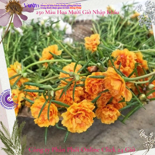 Hoa Mười Giờ Thái Kép Màu Vàng Vạn Thọ Đẹp Rực Rỡ Cành Không Phải Hạt