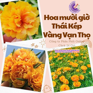 Hoa Mười Giờ Thái Kép Màu Vàng Vạn Thọ Đẹp Rực Rỡ Cành Không Phải Hạt