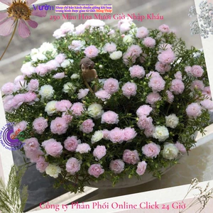 Cành Giống Hoa Mười Giờ Thái Kép Màu Hồng BaBy Dễ Thương MiMa market