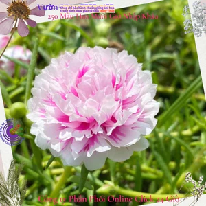 Cành Hoa Mười Giờ Thái Kép Song Hỷ Mới Siêu Dễ Trồng Không Phải Hạt Giống