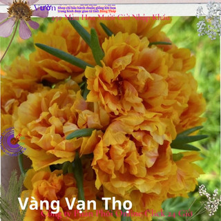Hoa Mười Giờ Vàng Vạn Thọ hoa mười giờ MiMa market