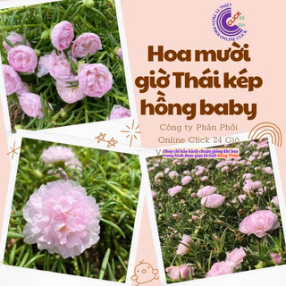 Cành Giống Hoa Mười Giờ Thái Kép Màu Hồng BaBy Dễ Thương MiMa market