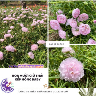 Cành Giống Hoa Mười Giờ Thái Kép Màu Hồng BaBy Dễ Thương MiMa market