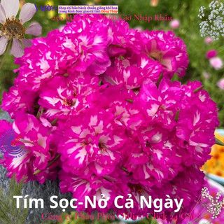 Hoa Mười Giờ 500g Combo 5 loại Cánh Kép NỞ CẢ NGÀY Siêu Đẹp MiMa market